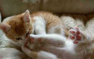 Zwei Kitten (reserviert)