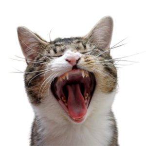 Eine gähnende Katze