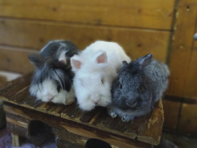 Kaninchen: Niedlich, aber anspruchsvoll