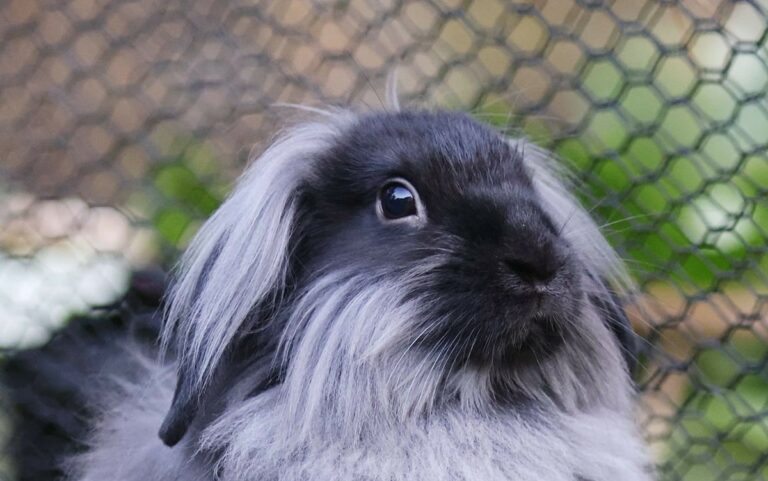 Belle (Grenzenlose Tierhilfe)