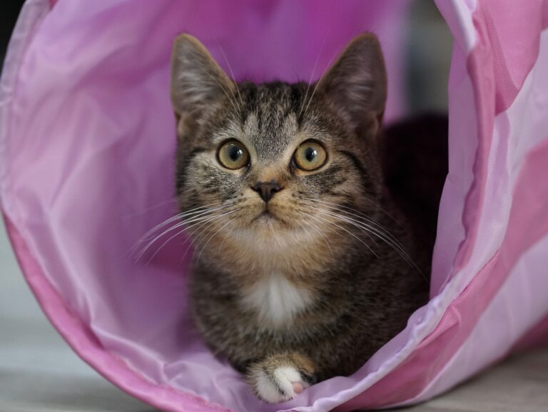 Stadt Münster informiert über die Kastrationspflicht für Katzen