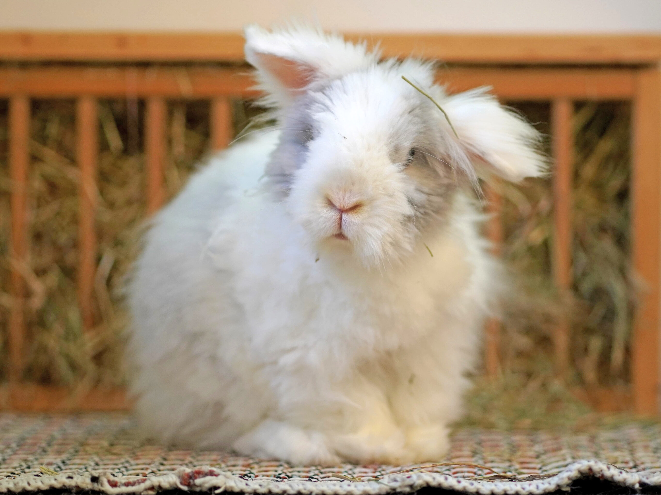 Ein weißes Teddykaninchen