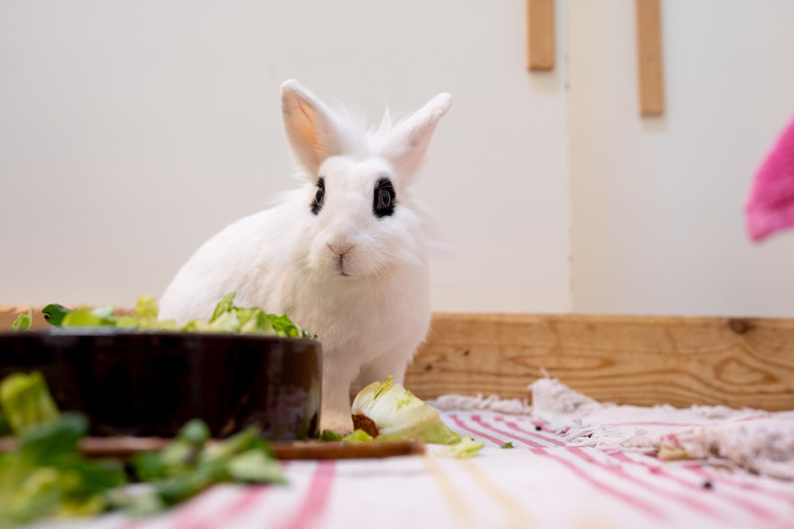 Ein weißes Kaninchen vor dem Futternapf
