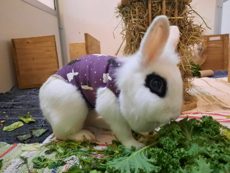 Update zu Kaninchen Schnee