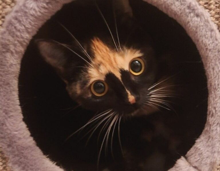 Unser Notfellchen Lucky …