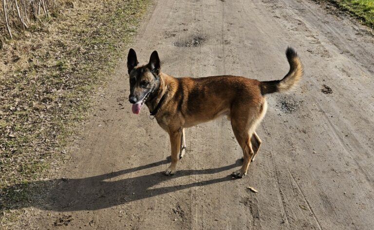 Asko
