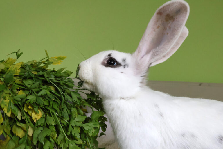Ein weißes Kaninchen frisst Grünfutter