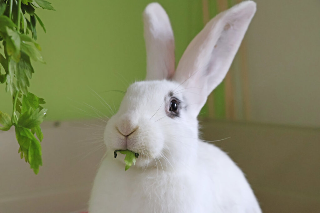 Ein weißes Kaninchen