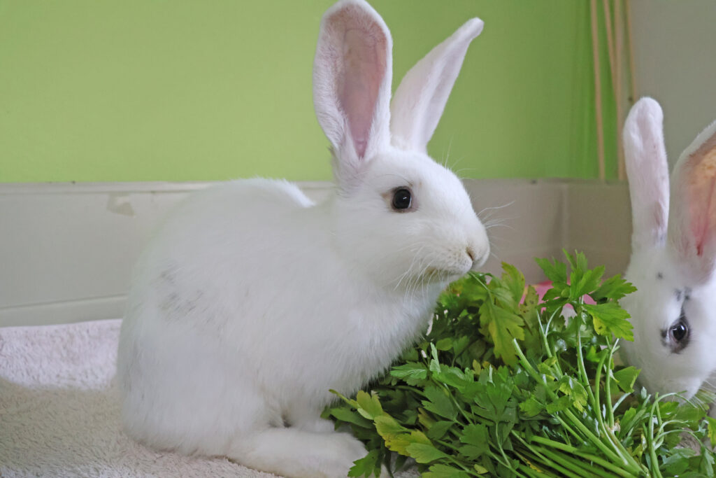 Zwei weißes Kaninchen