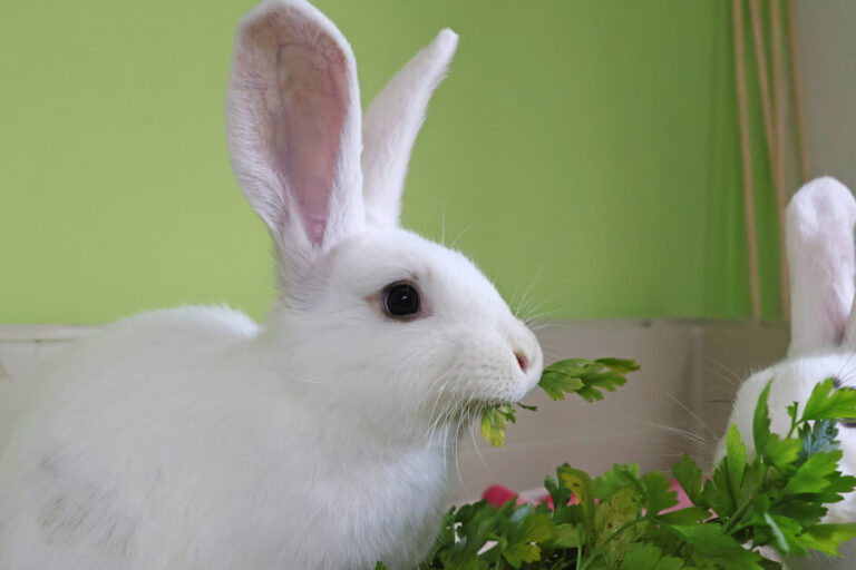 Ein weißes Kaninchen