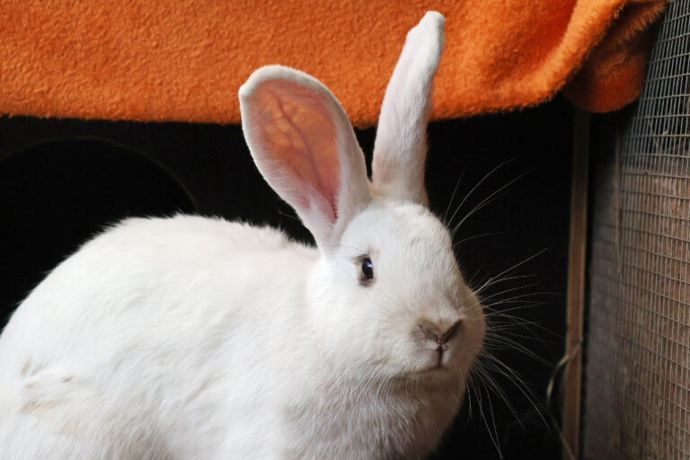 Lumi