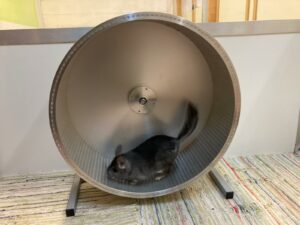 Ein Chinchilla rennt im Laufrad