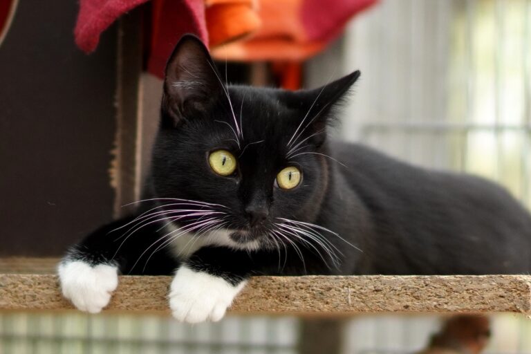 Pixie (reserviert)