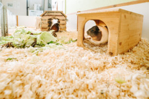 Ein Blick in unser Meerschweinchengehege
