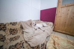 Ein Hund liegt auf dem Sofa im kleinen Hunderaum