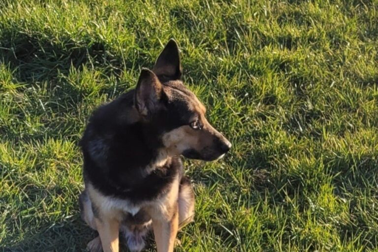 Bono