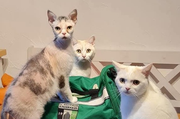 Lotti & Santiago & Mr. Jack