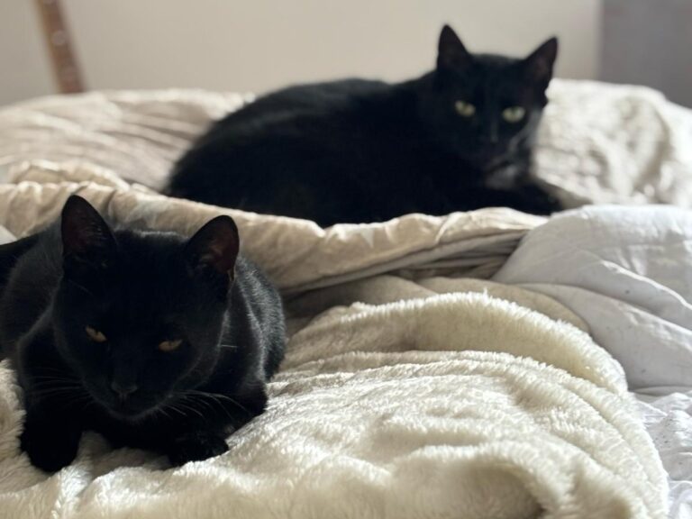 Kasimir & Brummi