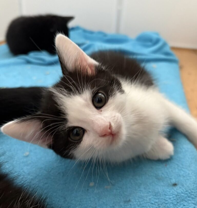 Minou