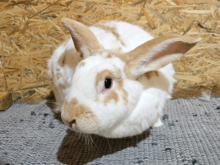 Balu