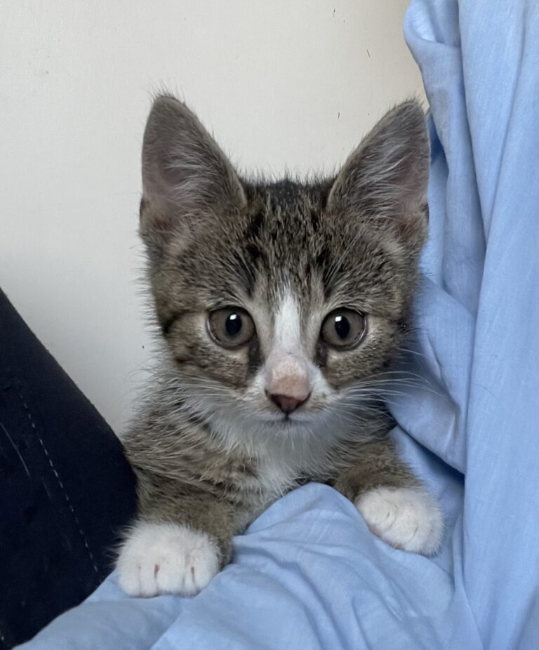 Klaus