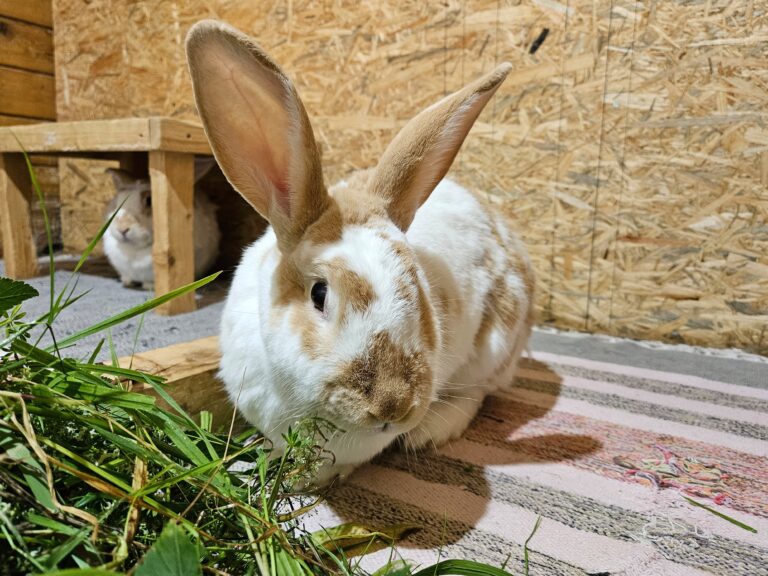 Oskar