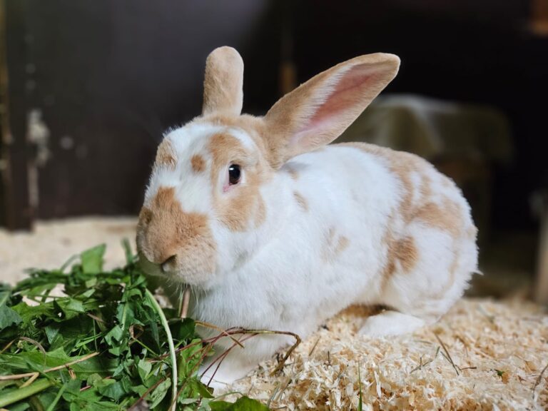 Oskar