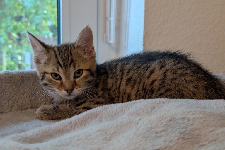 Hazel