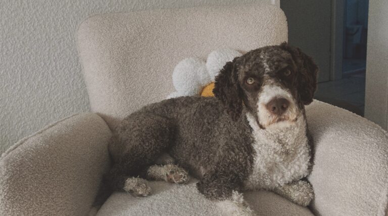 Hugo