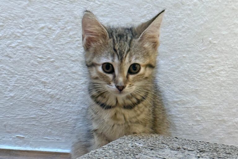 Mayla