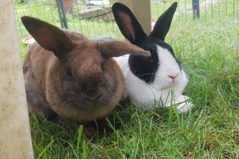 Mini & Nick