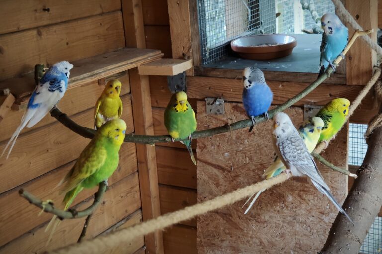 Unsere Vögel