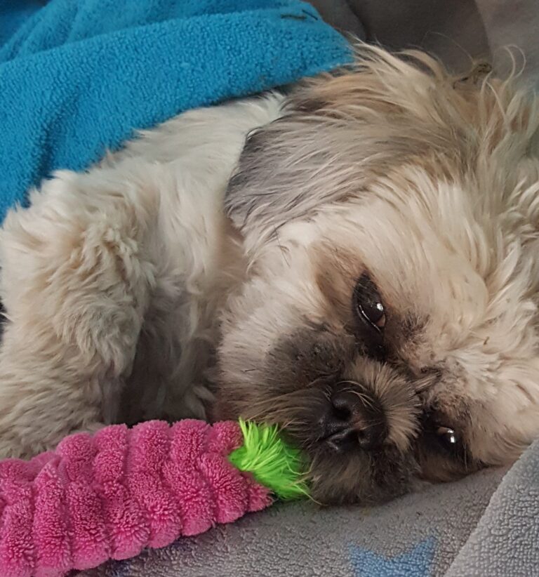 Benji
