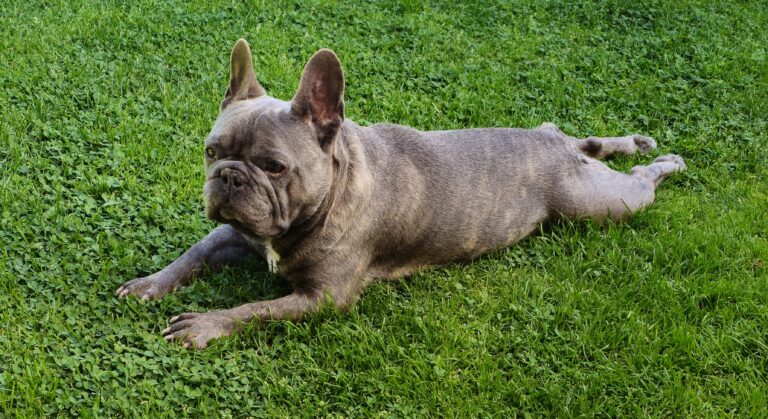 Bisou