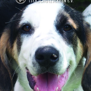 Tierfreunde Kalender 2026