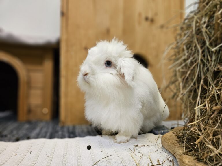 Hedwig