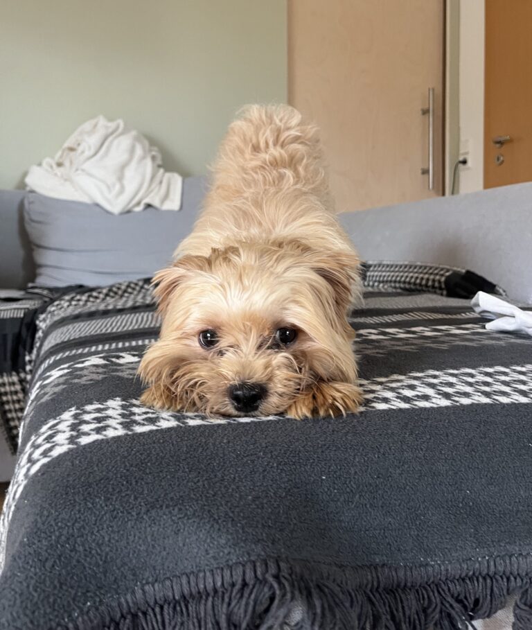 Lola