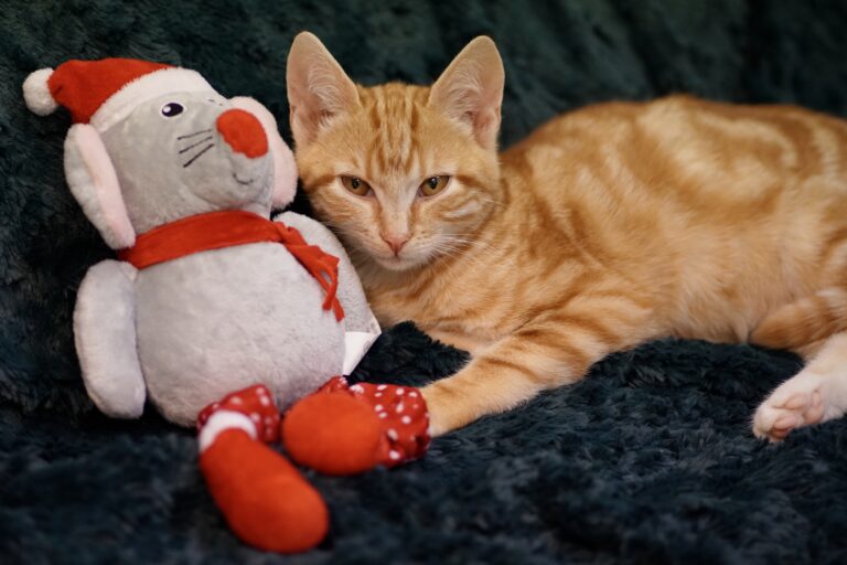 Aktion im Advent: Eine Kerze für ein Tierheimtier