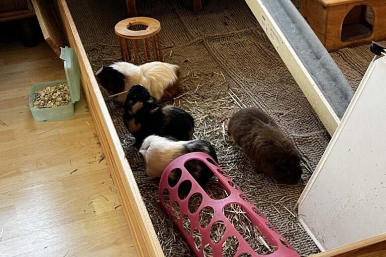 Oreo, Lienchen, Fini & Lenny