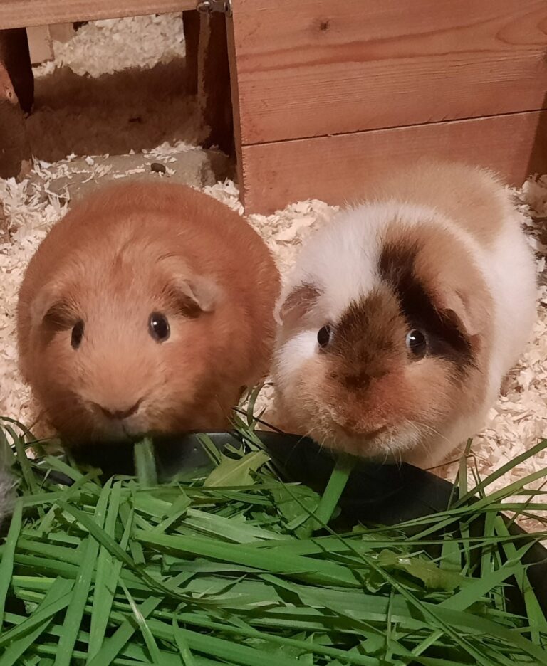 Caramel & Pixi