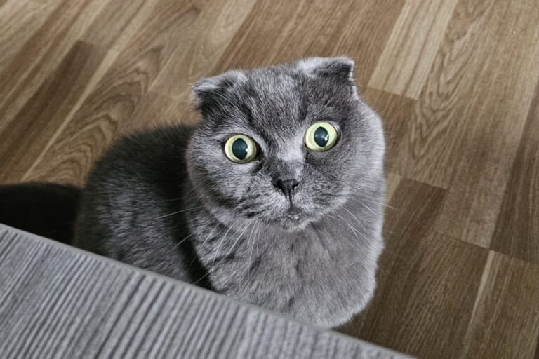 Maggie