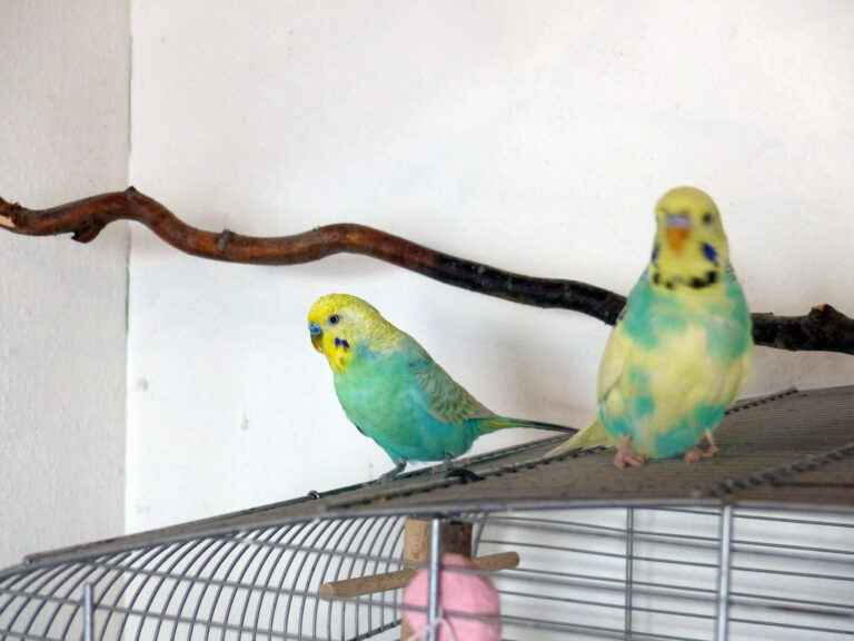 Pippo, Pippa & Minx