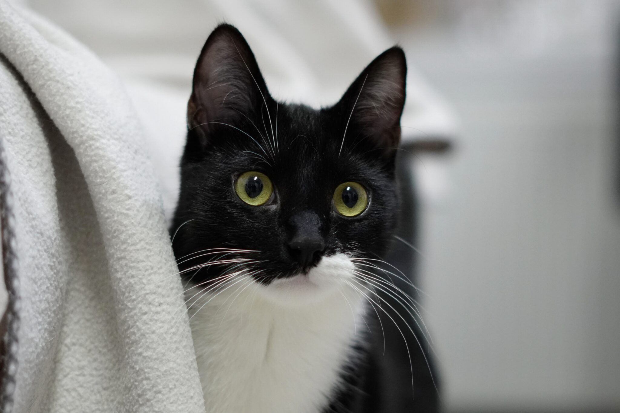 Ringo, EHK – Tierheim der Tierfreunde Münster