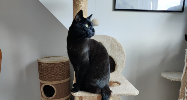Balu