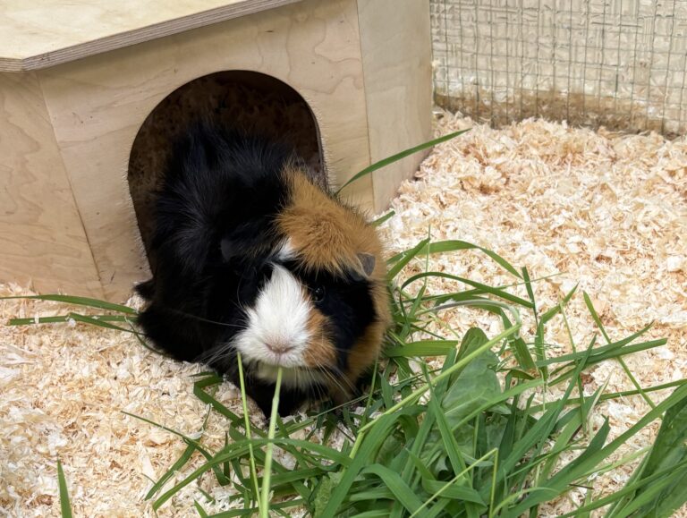 Hermine