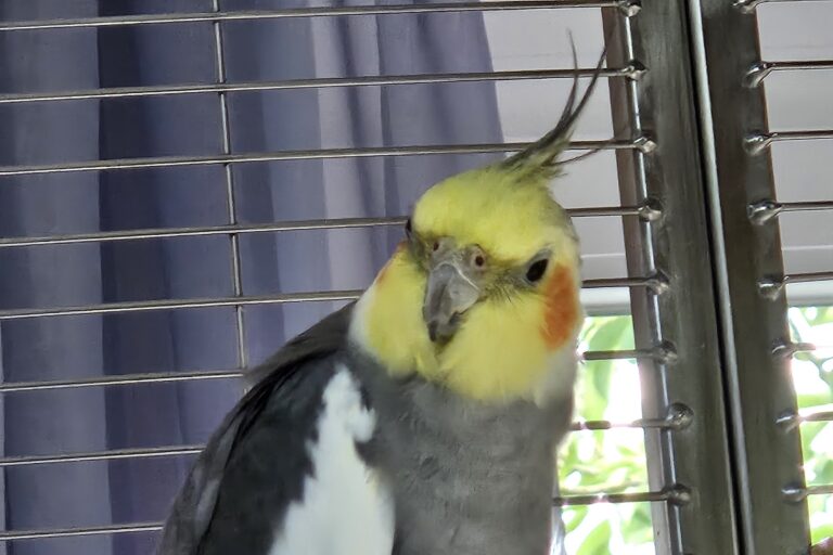 Tobi