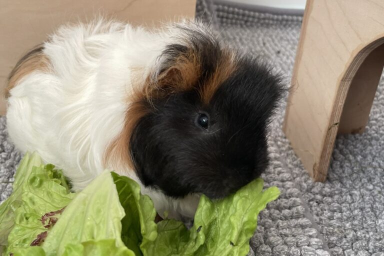 Bruno (reserviert)