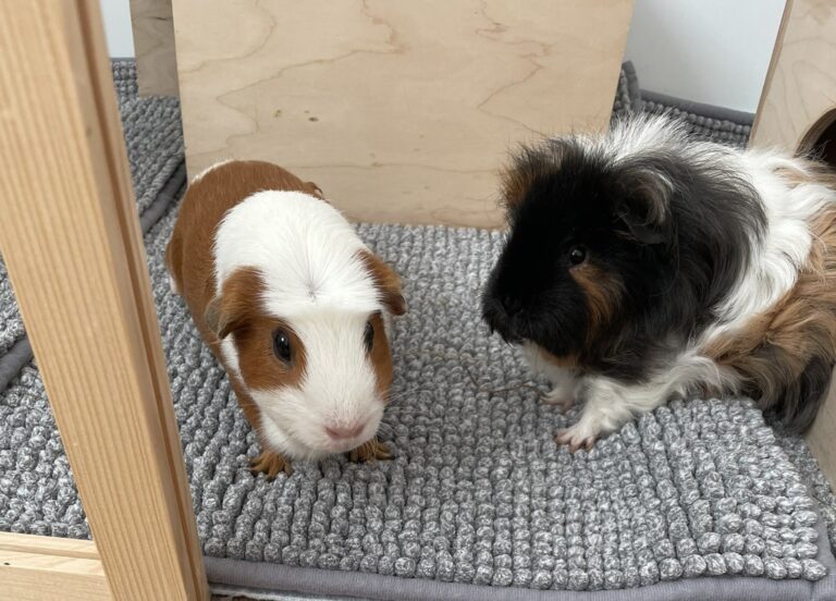 Honey & Bruno