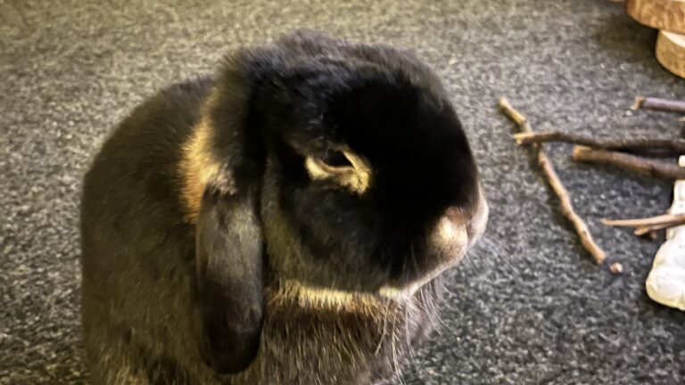 Rupert