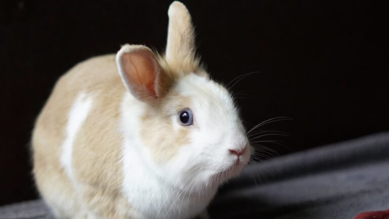 Sammy